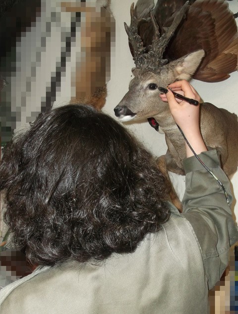 Naturaliste, taxidermiste